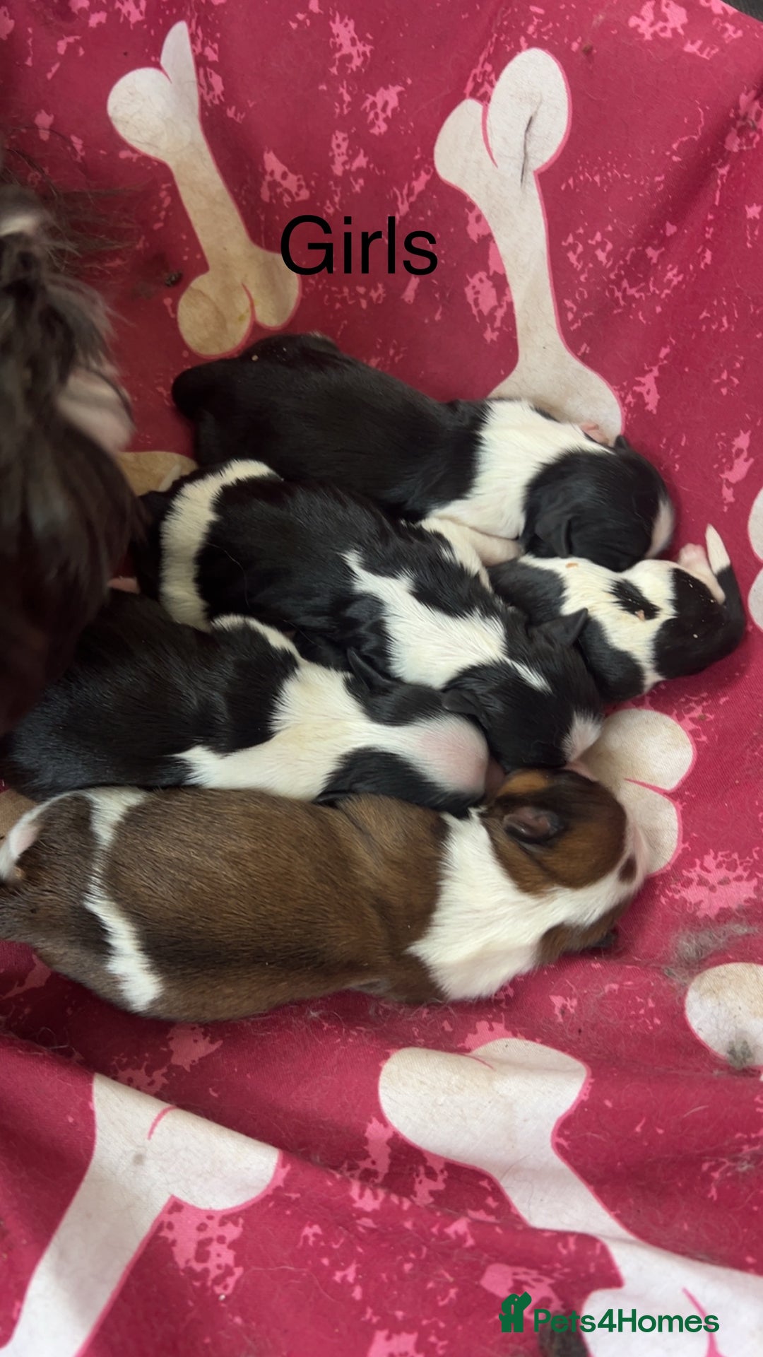 Shih Tzu dogs for sale: Imperial shih tzu puppies - Image 3