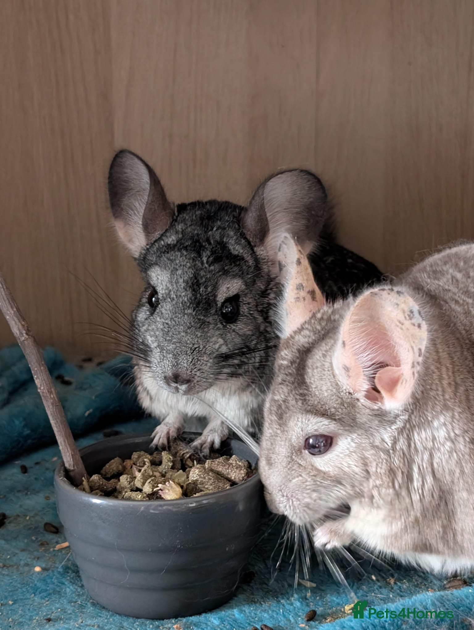 Chinchilla rodents Two Chinchillas - Advert 14