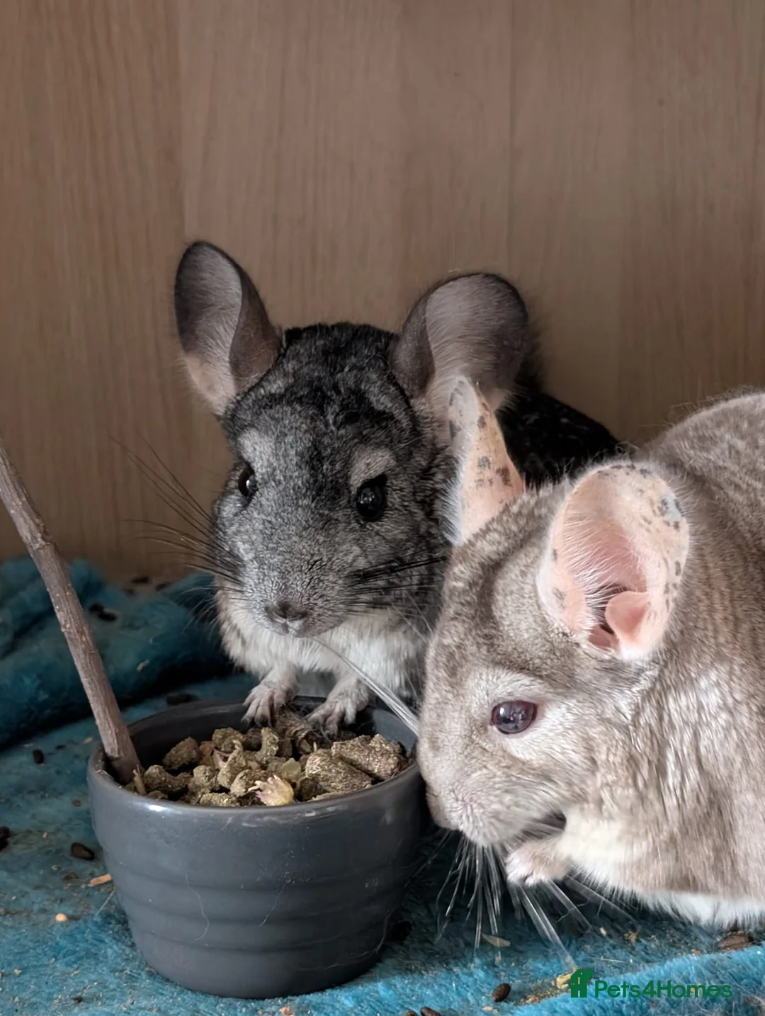 Chinchilla rodents for sale: Two Chinchillas in Glasgow - Advert 1