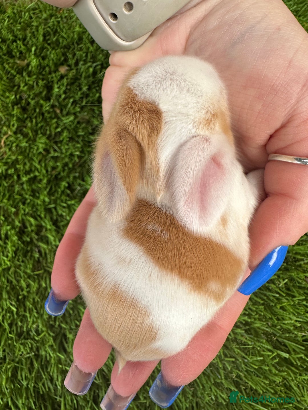 Mini Lop rabbits for sale: Stunning mini lops - Image 2