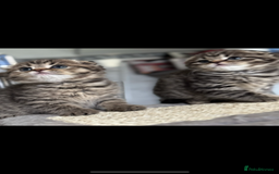 Scottish Fold cats for sale: Scottish Folds for Sale - Image 1