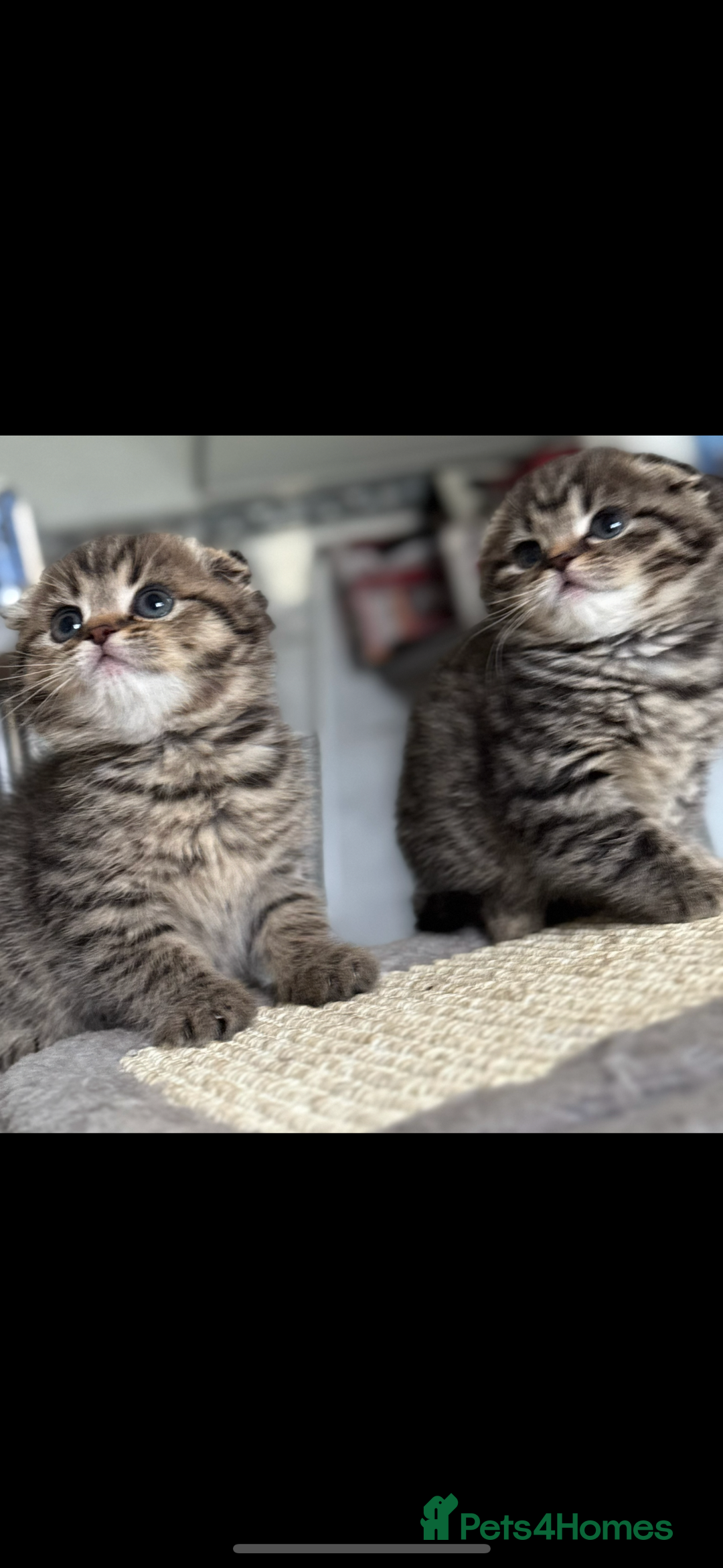 Scottish Fold cats for sale: Scottish Folds for Sale - Image 1