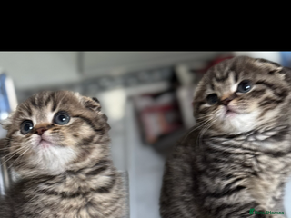 Scottish Fold cats - Advert 1