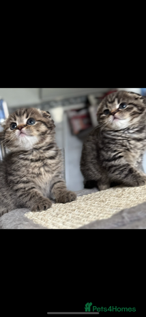 Scottish Fold cats - Advert 2