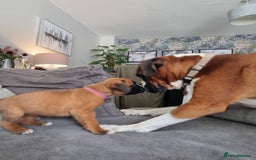 Boxer dogs for sale: KC Champion bloodline Boxer puppies  - Image 1