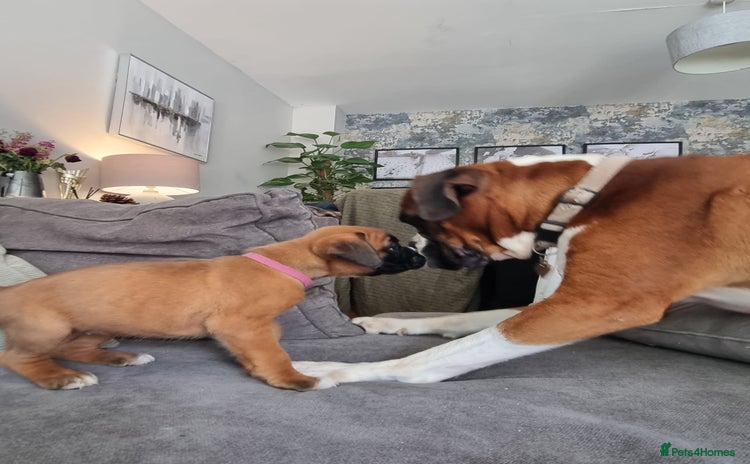 Boxer dogs - Advert 1