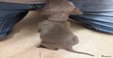 Cane Corso dogs - Advert 2