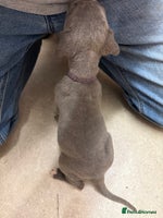 Cane Corso dogs - Advert 2