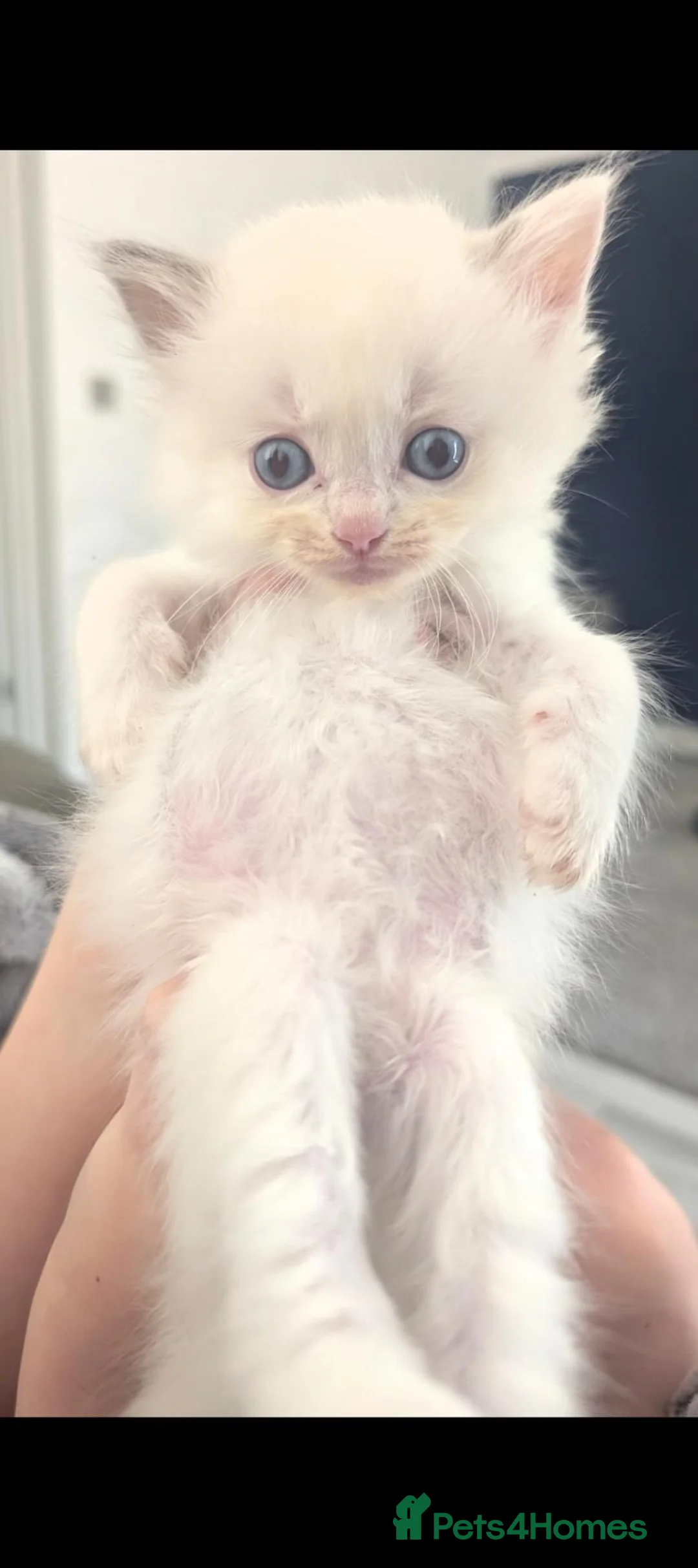 Ragdoll cats for sale: Ragdoll kittens  - Advert 1