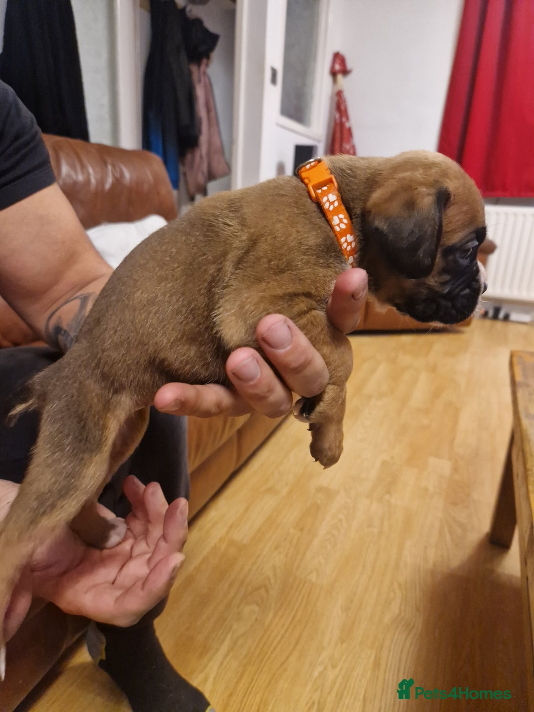 Boxer dogs for sale: Beautiful litter of KC reg bobtail boxer pups - Image 9