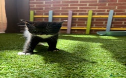 Mixed Breed cats for sale: Our baby is ready for a new home! - Image 3
