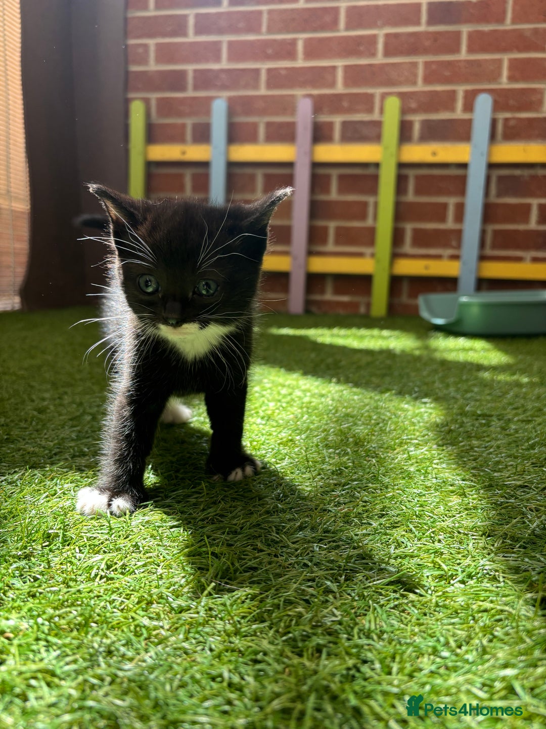 Mixed Breed cats for sale: Our baby is ready for a new home! - Image 3