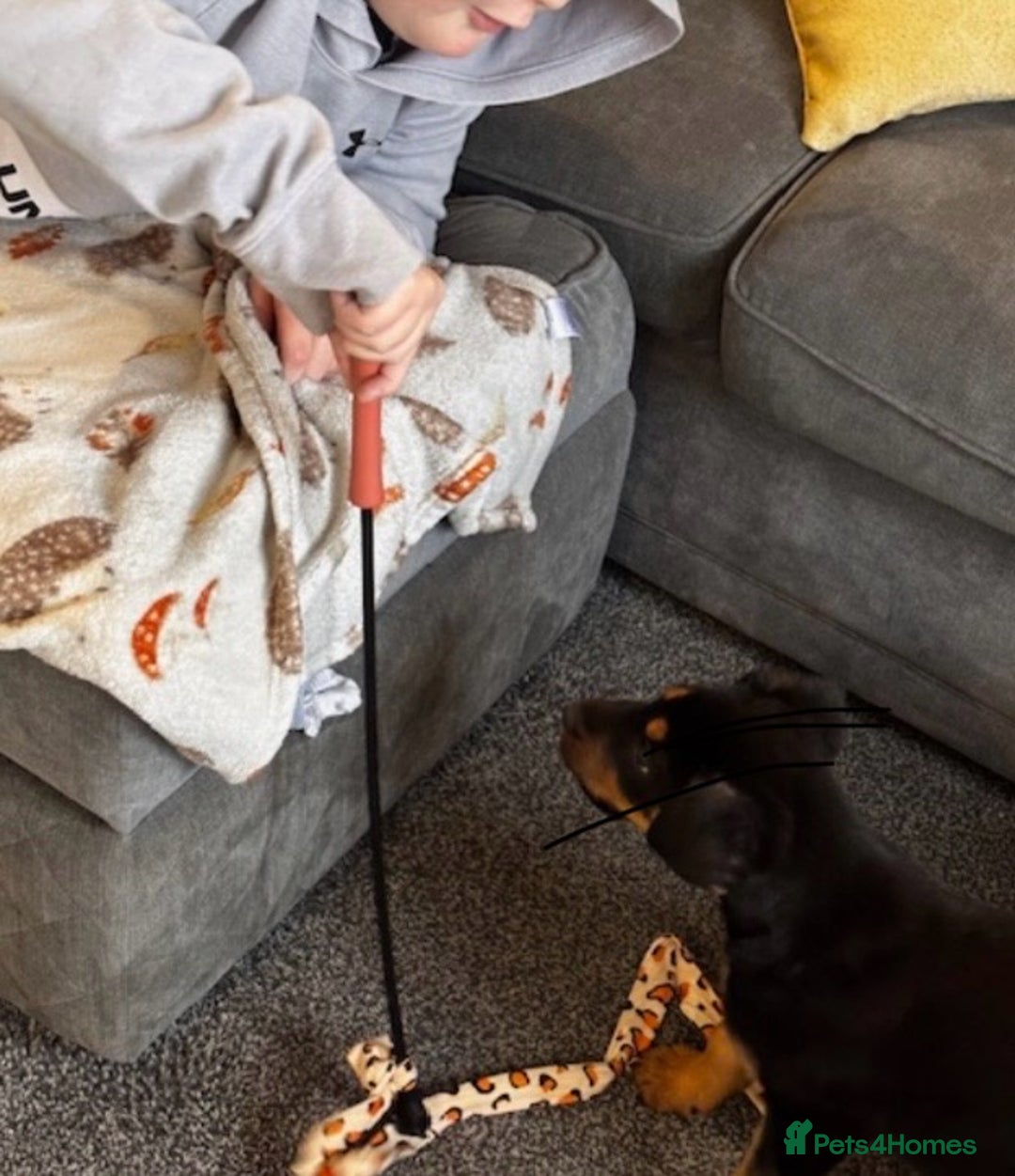 Rottweiler dogs for sale: Rottweiler puppy - Image 4