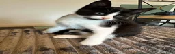 Mixed Breed cats for sale: Beautiful Playful Kittens Ready Now in Honiton - Advert 18