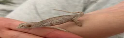 Chameleon reptiles for sale: Blue Ambanja Panther Chameleons  - Advert 9