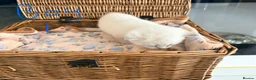 British Shorthair cats for sale: Cuteness Overload Alert! British Shorthair Kittens in Kettering - Advert 10