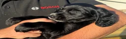 Cocker Spaniel dogs for sale: Cocker spaniels puppies for sale - Advert 5