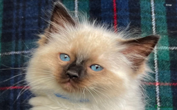 Ragdoll cats for sale: Ragdoll Kitten GCCF, ready now. - Image 25