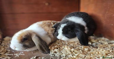 Mini Lop rabbits - Advert 5