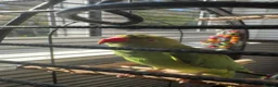 Ringnecks birds for sale: Jezza The Indian Ringneck in Ipswich - Advert 2
