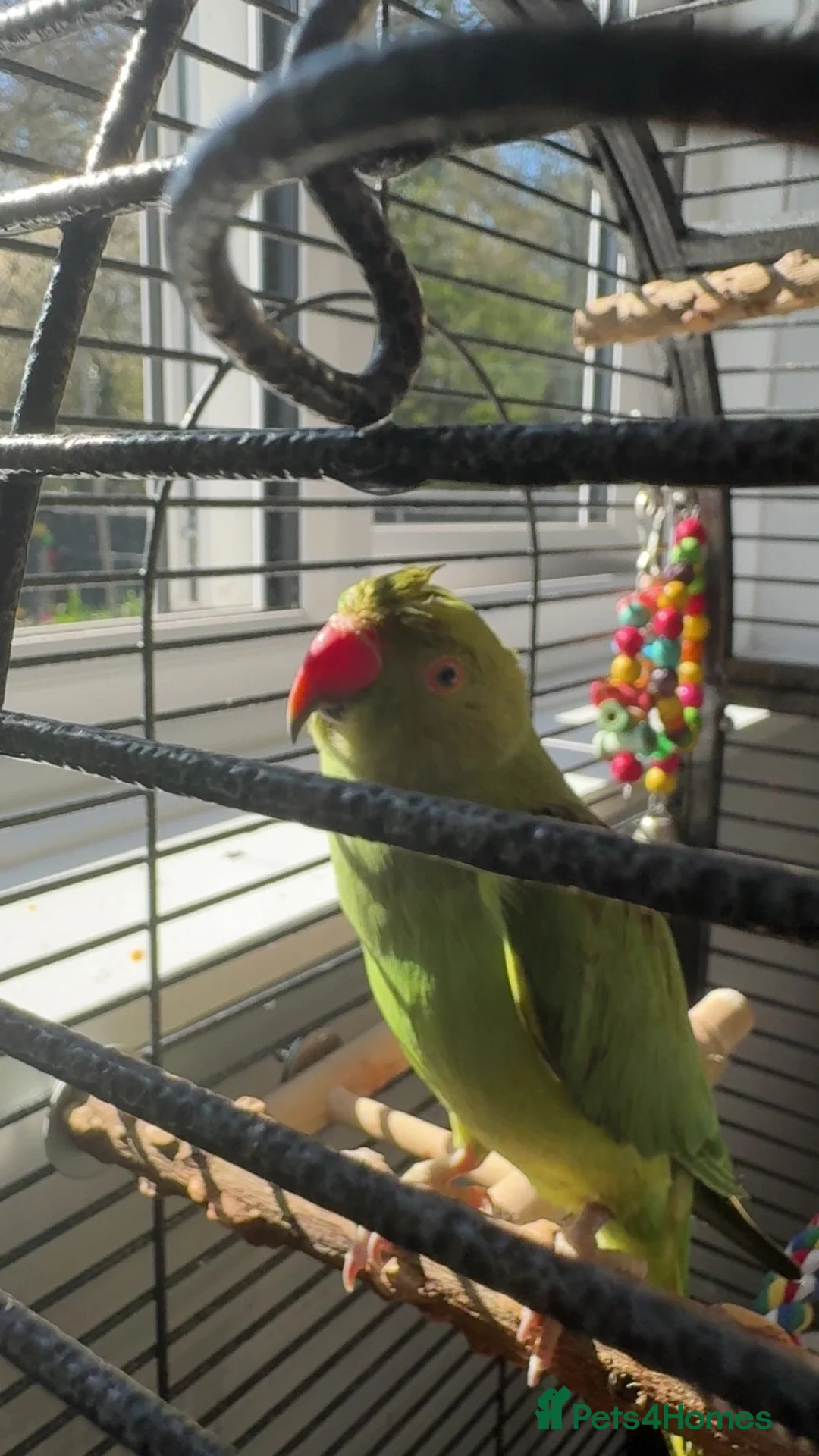 Ringnecks birds for sale: Jezza The Indian Ringneck in Ipswich - Advert 2