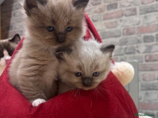 Ragdoll cats Gorgeous Ragdoll mink kittens TICA Registered - Advert 1