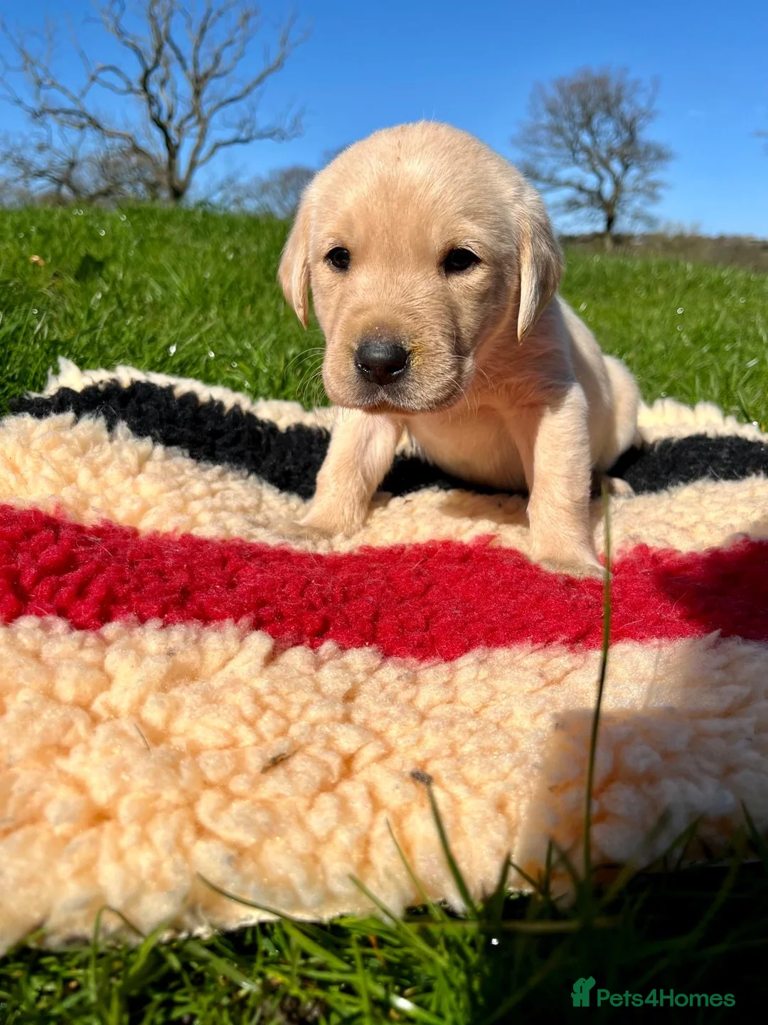 Labrador Retriever dogs for sale: OFTW Sire & FTW Dam KC reg Working Labradors  - Advert 5