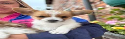 Mixed Breed dogs for sale: Beautiful Jack Russell X puppies  - Advert 3