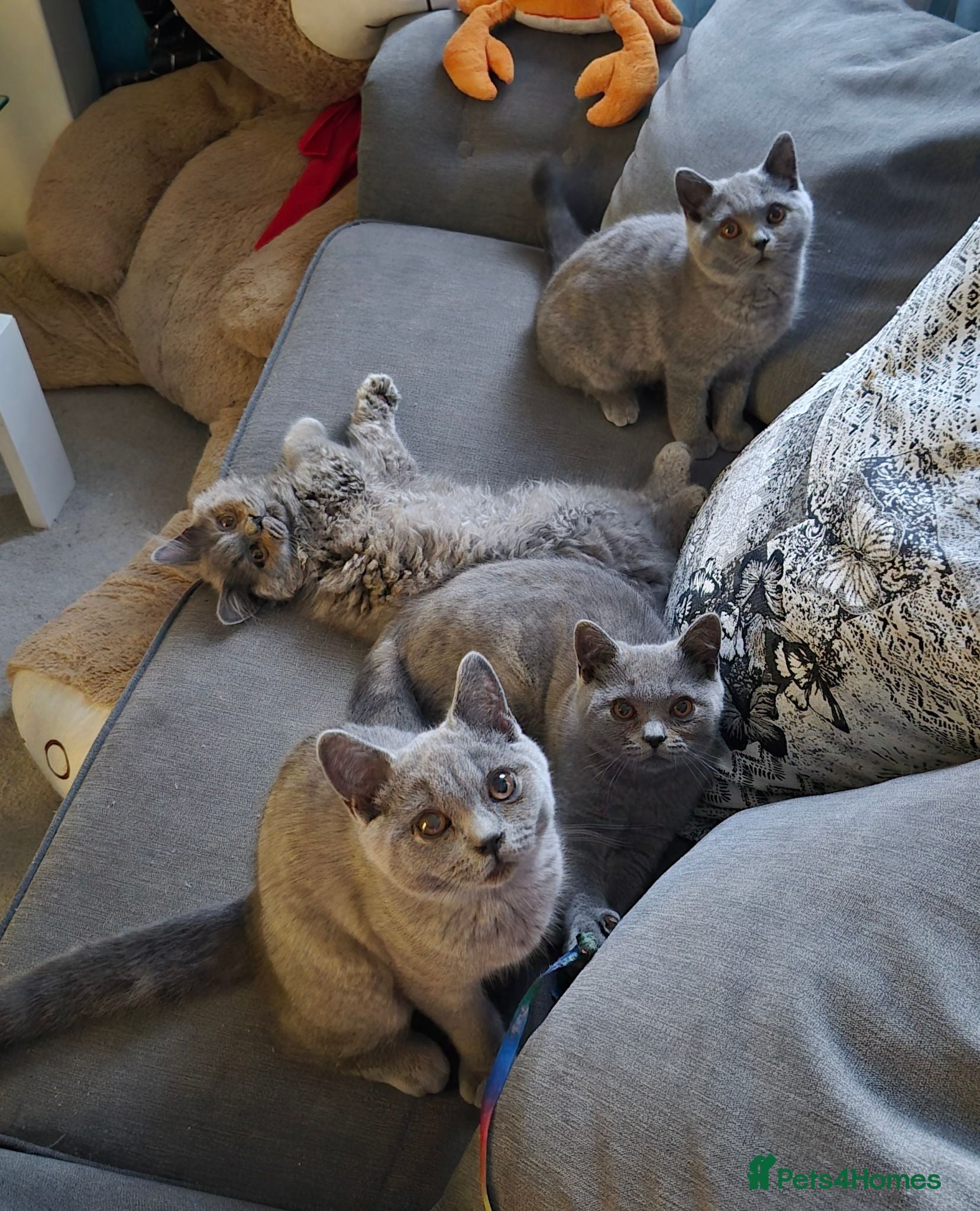 British Shorthair cats Brish Blue/Grey kittens❤️ - Advert 1