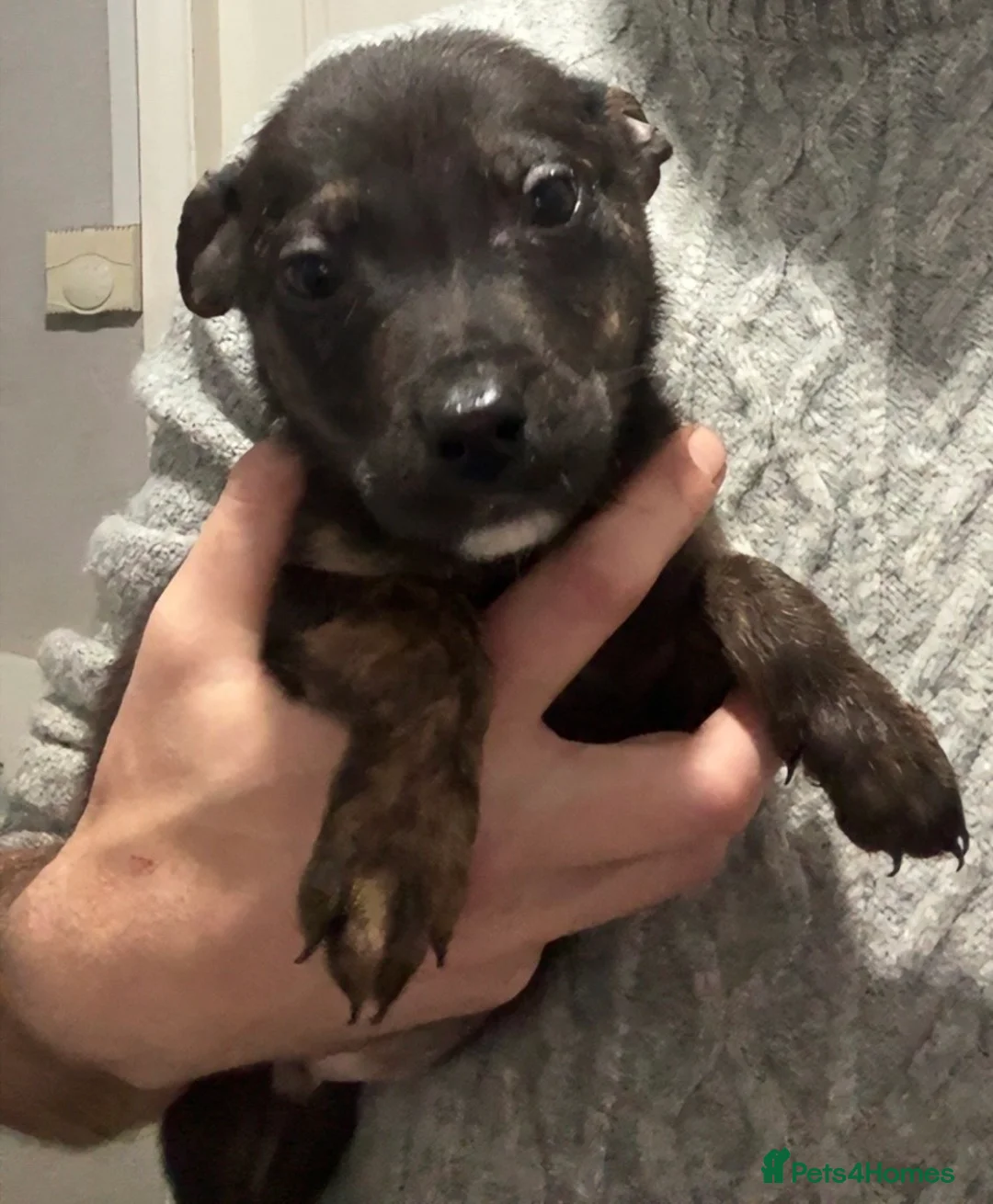 Mixed Breed dogs for sale:  German shepherd x staffy x Rottweiler  - Advert 2