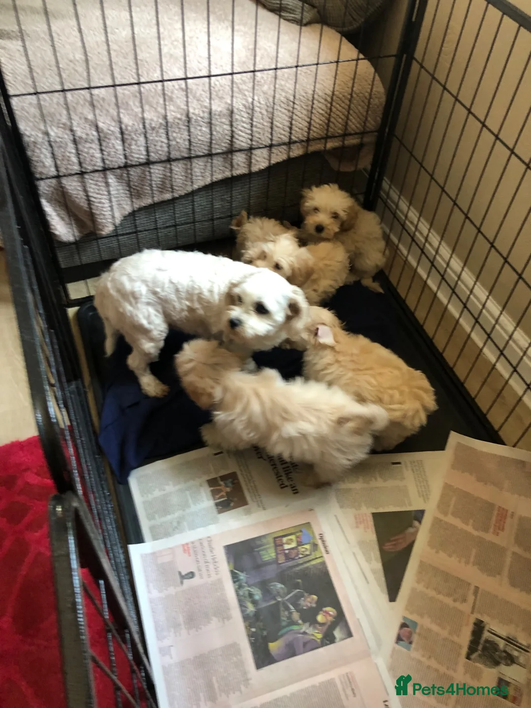 Maltipoo dogs for sale: Maltipoo puppies forsale - Advert 25