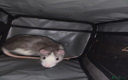 Rat rodents for sale: Rats for sale  - Image 5