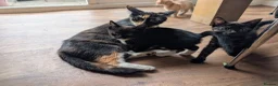 Mixed Breed cats for sale: Black and white kitten for sale  - Advert 1