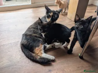 Mixed Breed cats Black and white kitten for sale - Advert 2