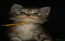Maine Coon cats for sale: TICA registered russian poly and non poly kittens - Image 8