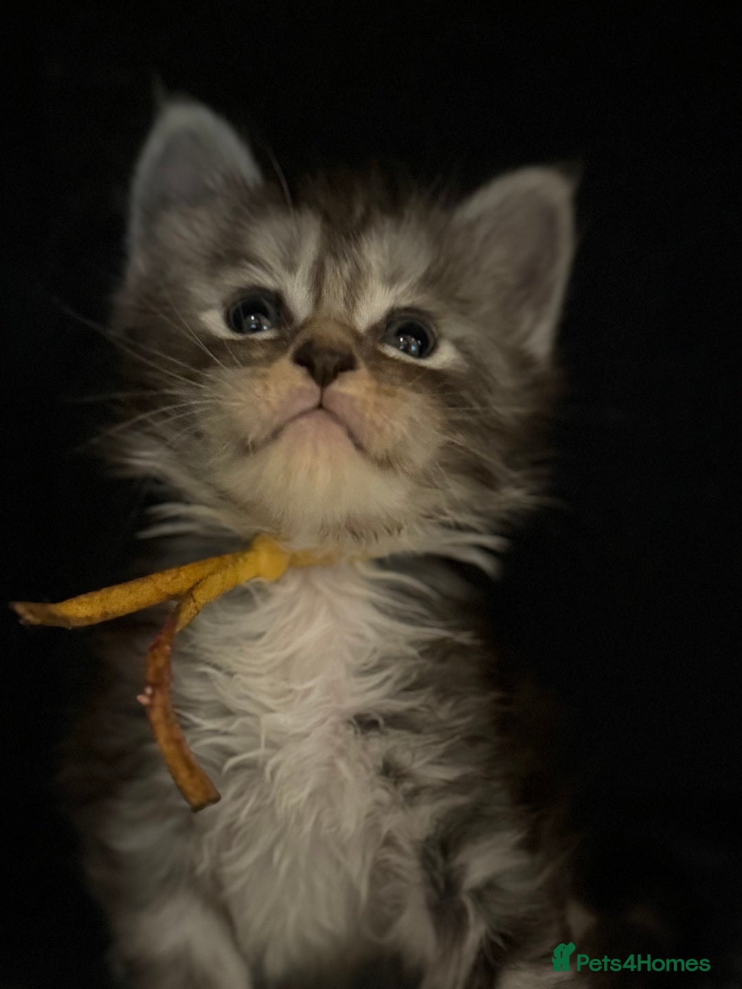 Maine Coon cats for sale: TICA registered russian poly and non poly kittens - Image 8