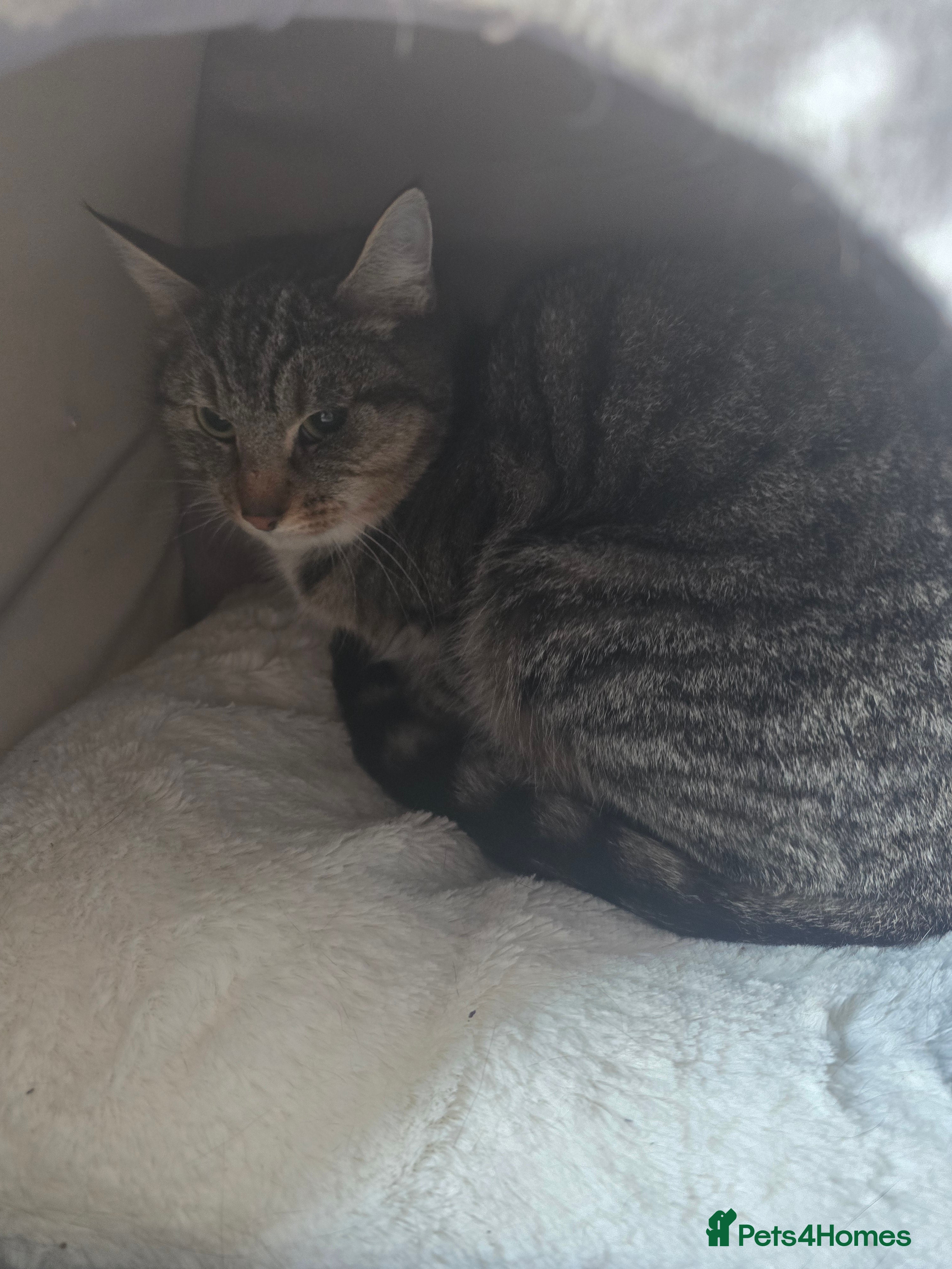 Mixed Breed cats Molly & Luna - Advert 2