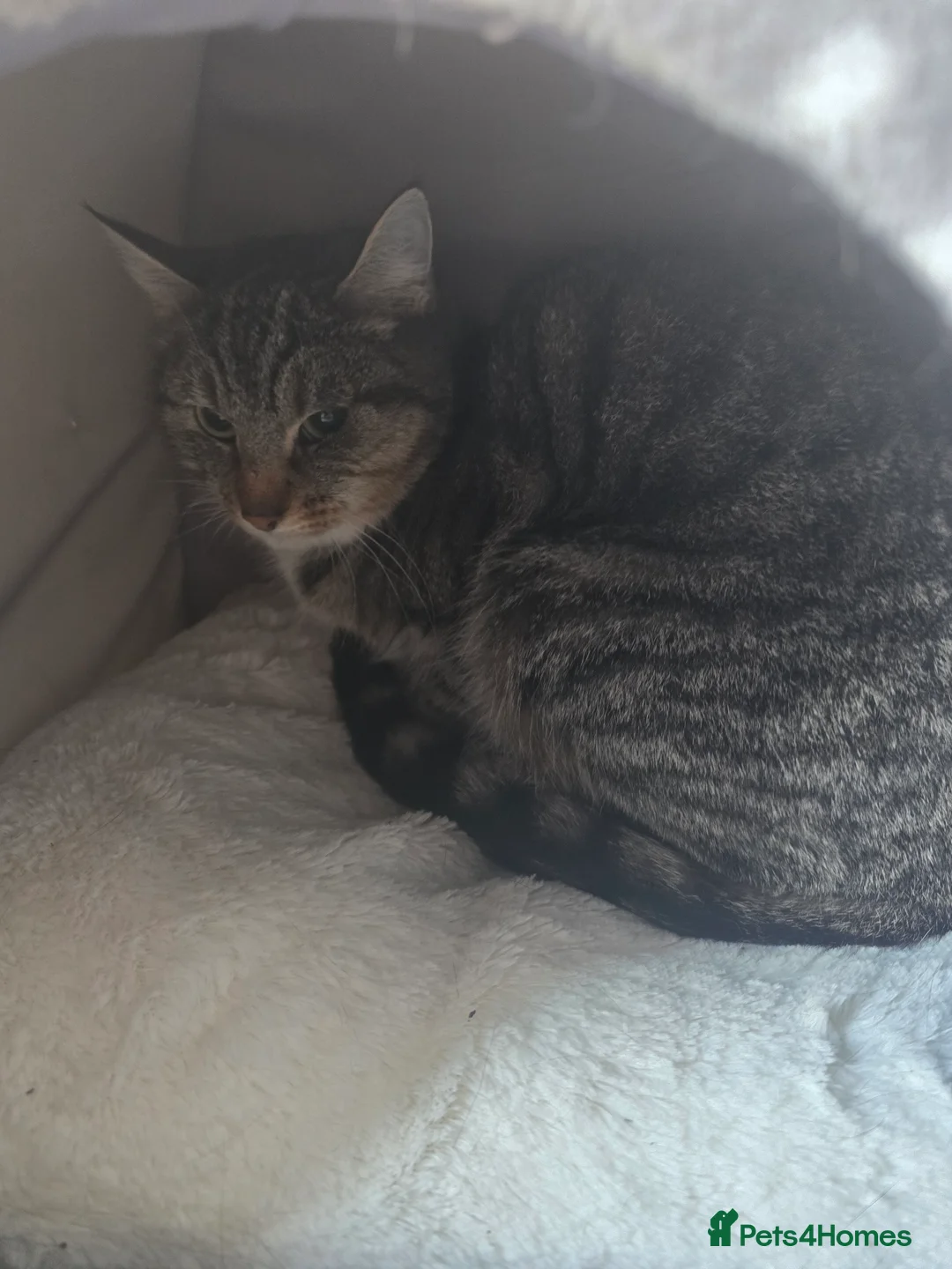 Mixed Breed cats for sale: Molly & Luna - Advert 1