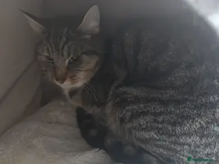 Mixed Breed cats Molly & Luna - Advert 2