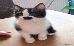 Mixed Breed cats for sale: 3 kittens available  - Image 3