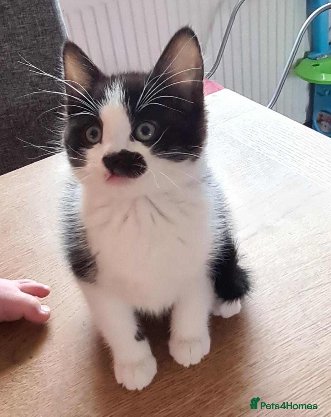 Mixed Breed cats for sale: 3 kittens available  - Image 3