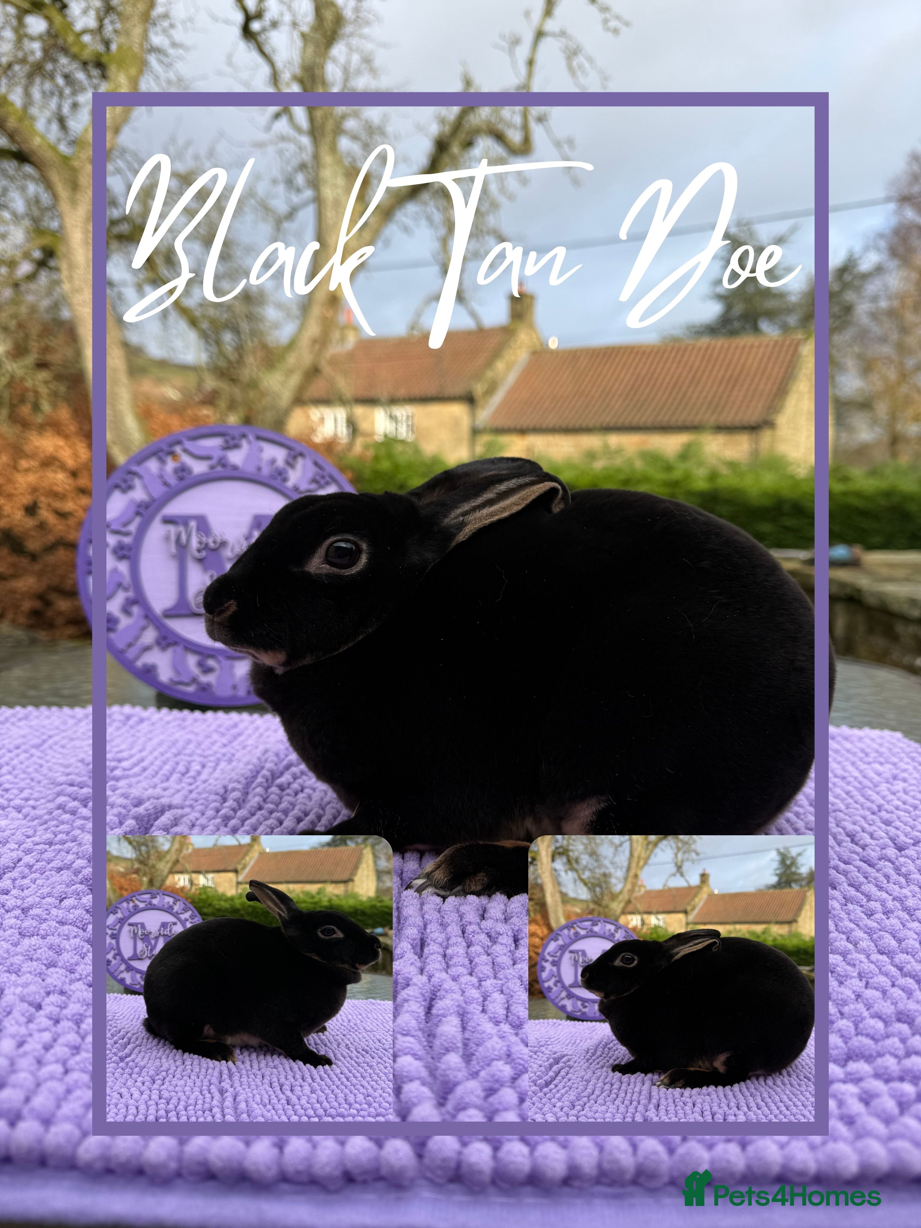 Rex rabbits Purebred Mini Rex RTL 7th March - Advert 1