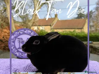 Rex rabbits Purebred Mini Rex RTL 7th March - Advert 1