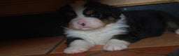Bernese Mountain Dog dogs for sale: Beautiful pups from fully health tested patents - Advert 9