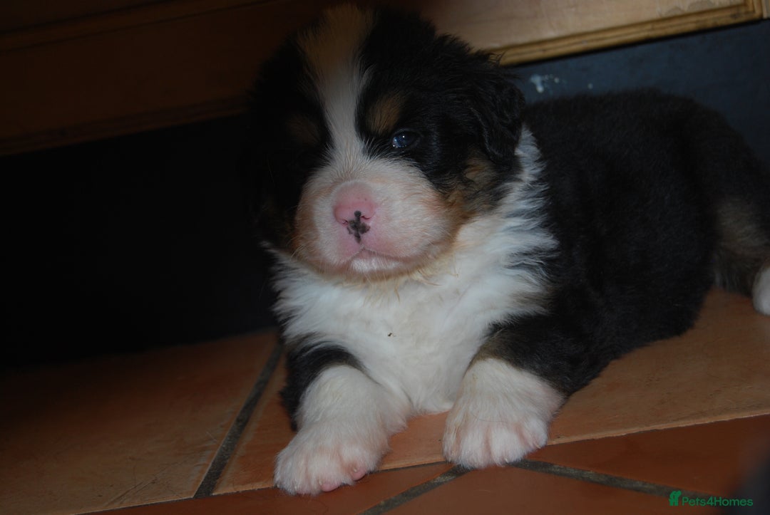 Bernese Mountain Dog dogs for sale: Beautiful pups from fully health tested patents - Image 7
