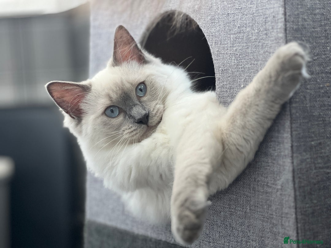 Mixed Breed cats for sale: TWO FEMALES NEED HOMES- Ragdoll mix and Devon Rex - Advert 6