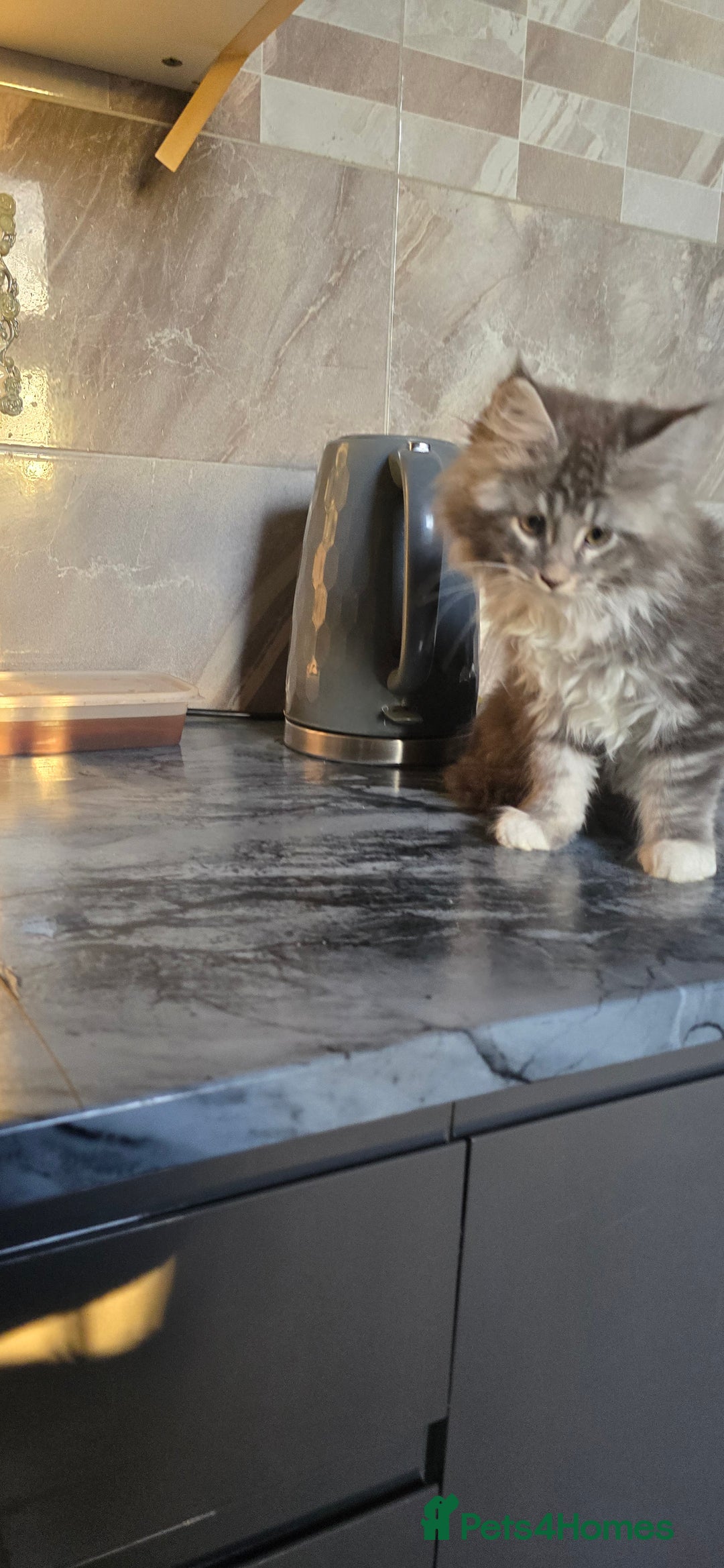 Maine Coon cats for sale: Giant maine coon kittens for sale  - Advert 6