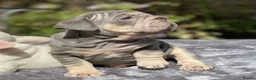 French Bulldog dogs for sale: 7 beautiful French bulldog puppies  - Advert 9