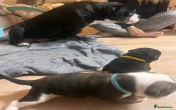 Old Tyme Bulldog dogs for sale: Old tyme bulldogs for sale - Image 11