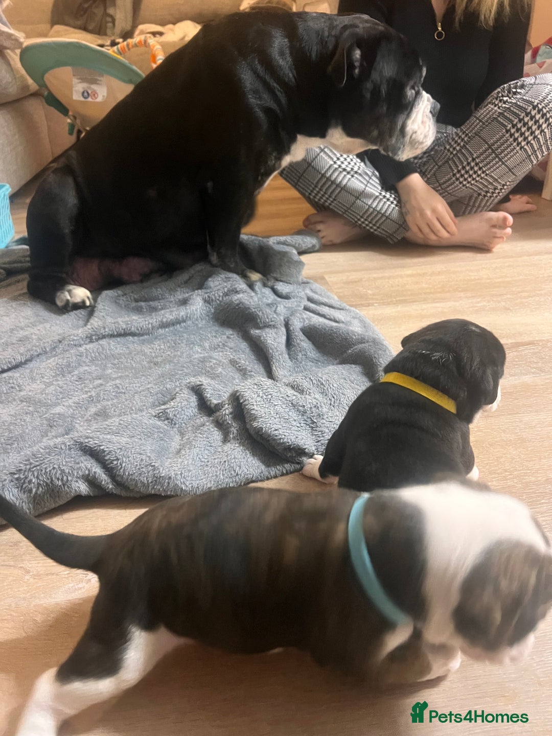 Old Tyme Bulldog dogs for sale: Old tyme bulldogs for sale - Image 11